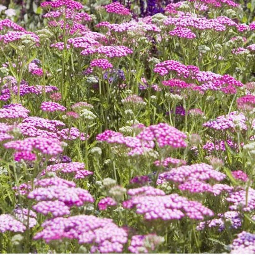 Achillea millefolium Lilac Beauty - Gemeine Schafgarbe (Hafen)