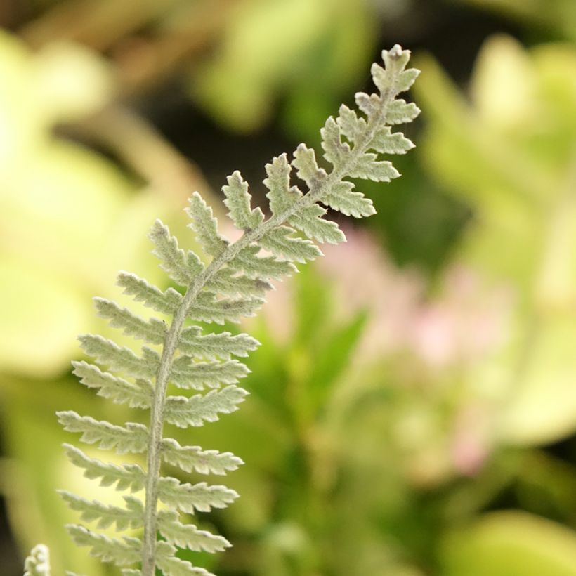 Achillea clypeolata - Goldquirl-Garbe (Laub)