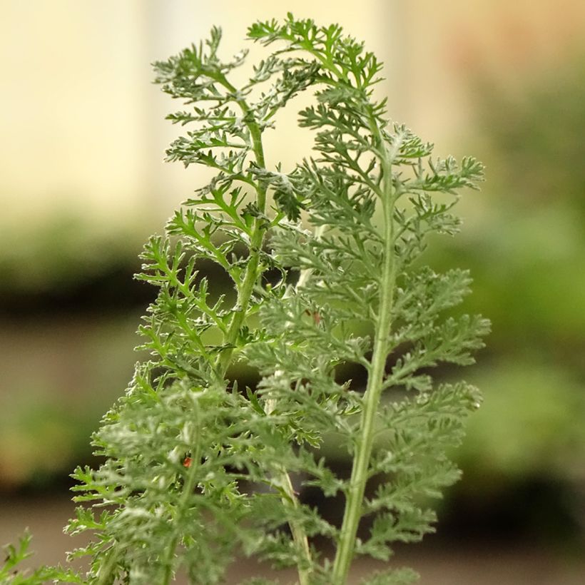 Achillea Little Moonshine - Filzige Schafgarbe (Laub)