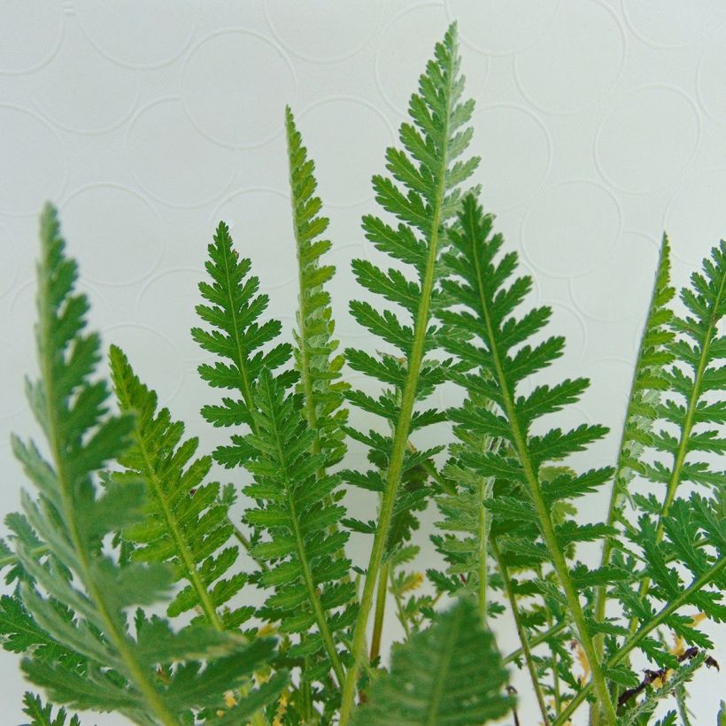 Achillea millefolium Tutti Frutti Apricot Delight - Gemeine Schafgarbe (Laub)