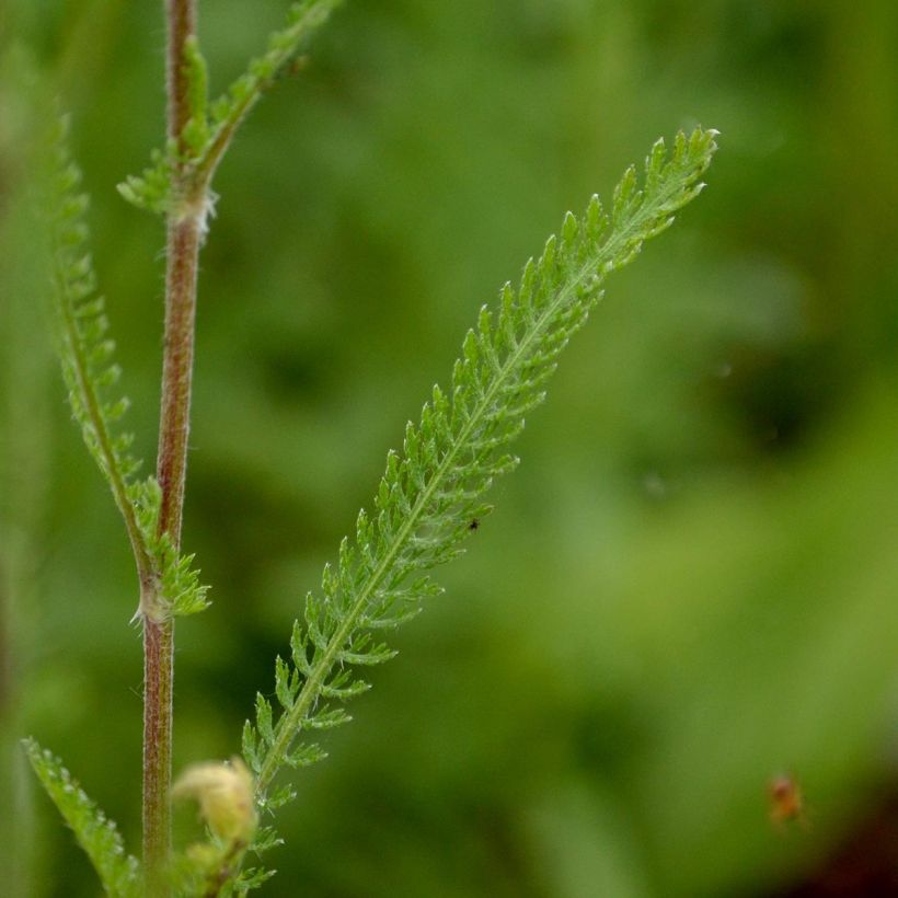 Achillea millefolium Feuerland - Gemeine Schafgarbe (Laub)