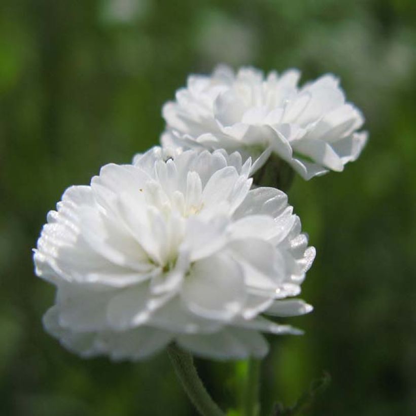 Achillea ptarmica The Pearl - Sumpf-Schafgarbe (Blüte)