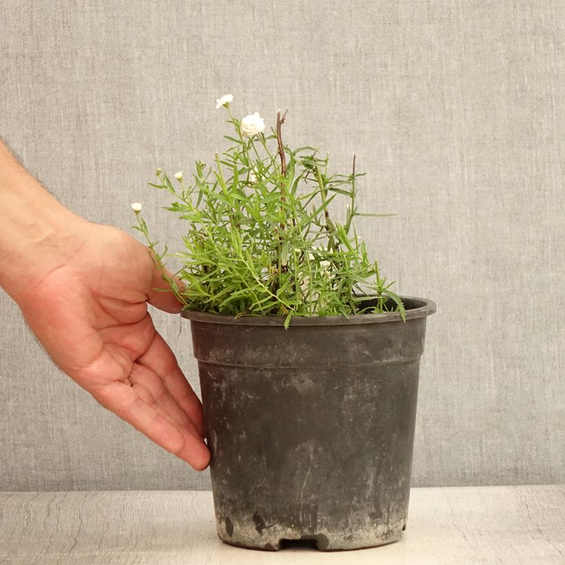 Exemplar von Achillea ptarmica Diadem - Bouton d'argent - Pot de 2L/3L wie im Sommer geliefert