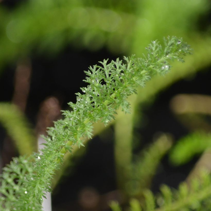 Achillea millefolium Apfelblute - Gemeine Schafgarbe (Laub)