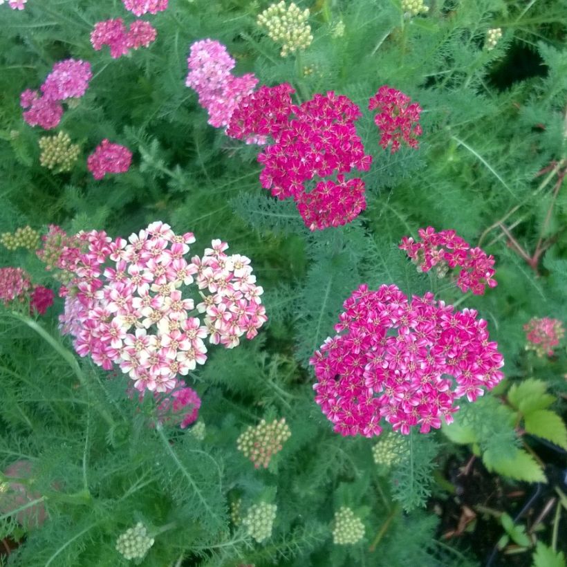 Achillea millefolium Desert Eve Deep Rose - Gemeine Schafgarbe (Blüte)