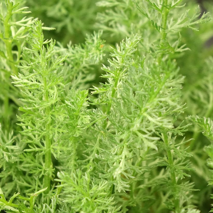 Achillea millefolium Desert Eve Terracotta - Gemeine Schafgarbe (Laub)