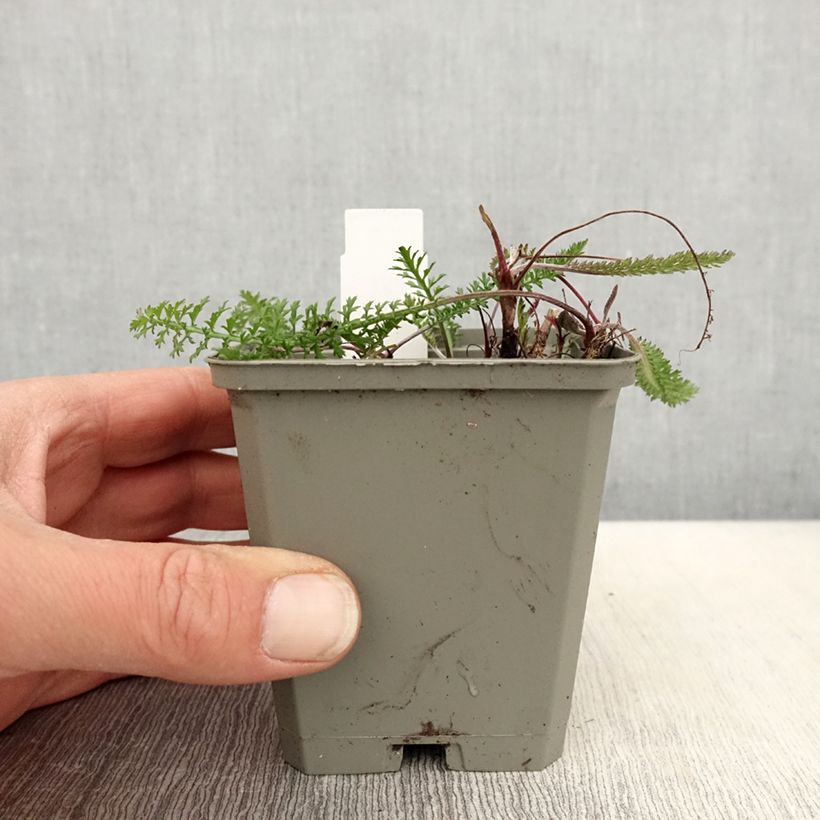 Exemplar von Achillea millefolium Cassis - Gemeine Schafgarbe Kleine Töpfe von 8/9 cm wie im Frühjahr geliefert