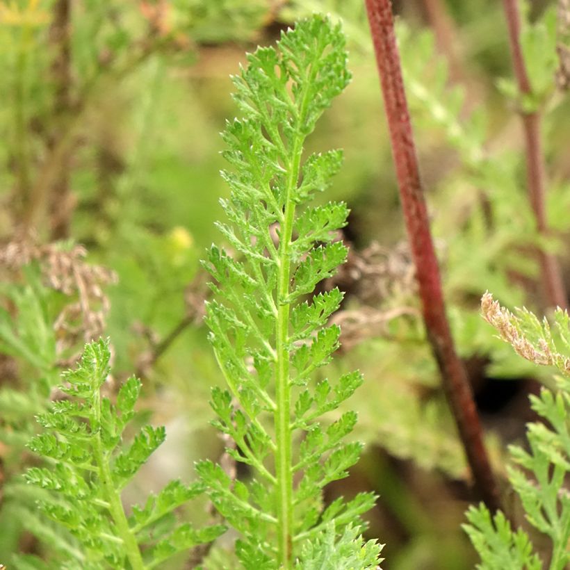 Achillea millefolium Cassis - Gemeine Schafgarbe (Laub)