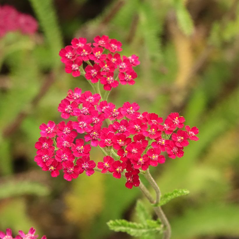 Achillea millefolium Cassis - Gemeine Schafgarbe (Blüte)