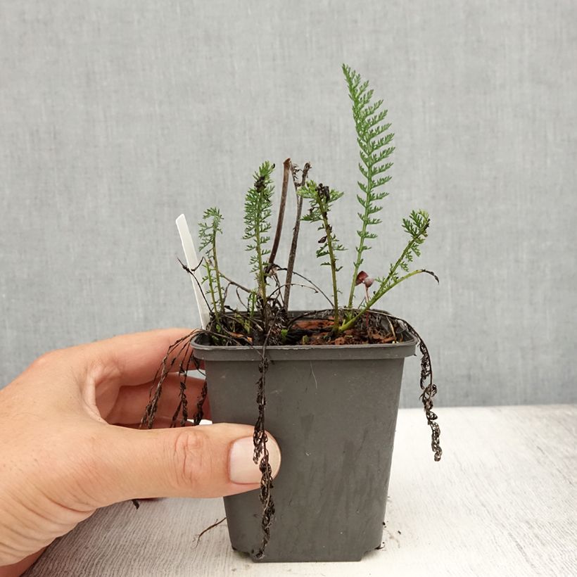 Exemplar von Achillea millefolium Wesersandstein - Gemeine Schafgarbe Kleine Töpfe von 8/9 cm wie im Sommer geliefert