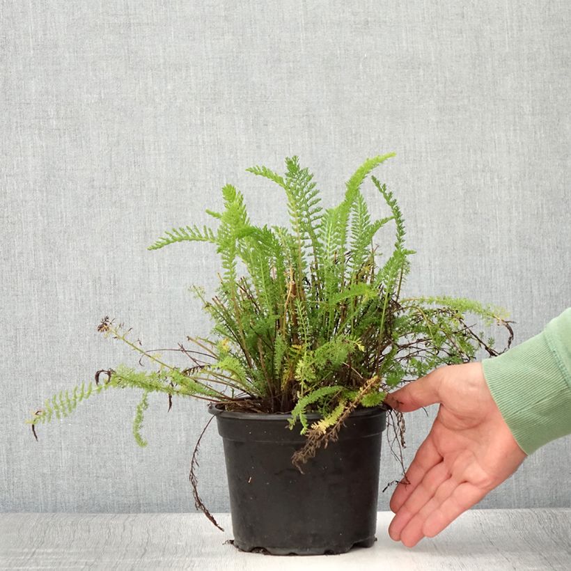 Exemplar von Achillea millefolium Cerise Queen - Gemeine Schafgarbe Topf mit 2L/3L wie im Sommer geliefert