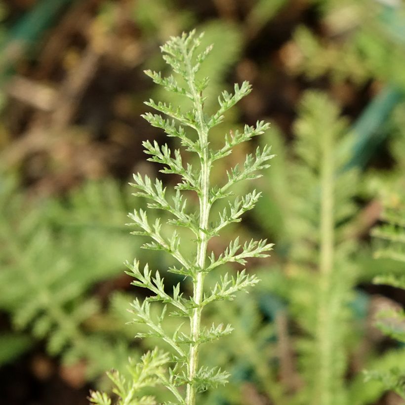 Achillea millefolium Peachy Seduction - Gemeine Schafgarbe (Laub)