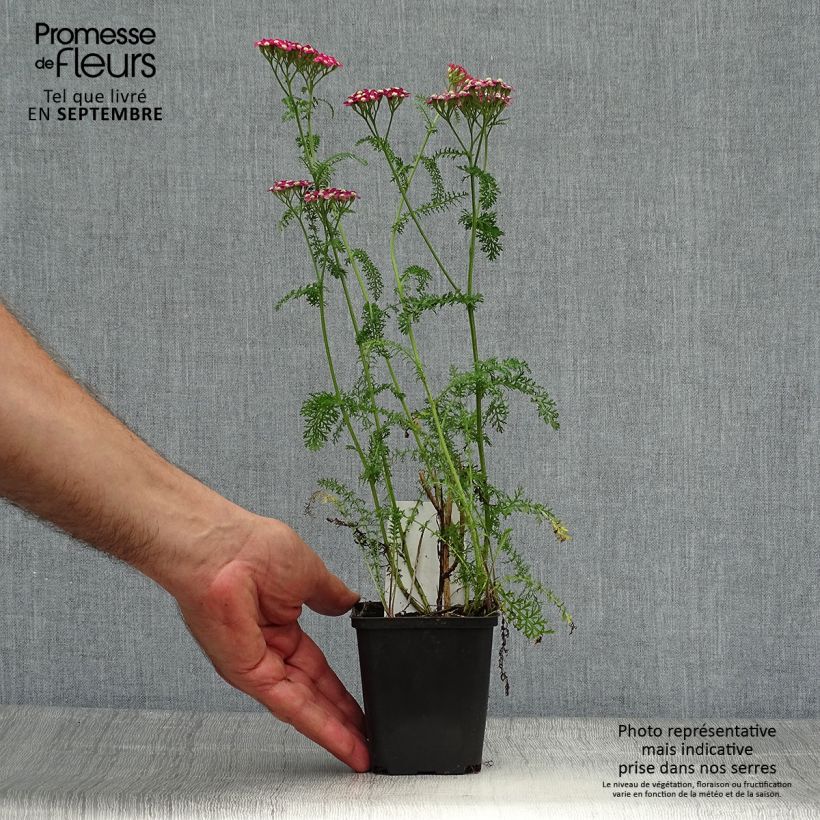 Exemplar von Achillea millefolium Petra - Gemeine Schafgarbe wie im Herbst geliefert