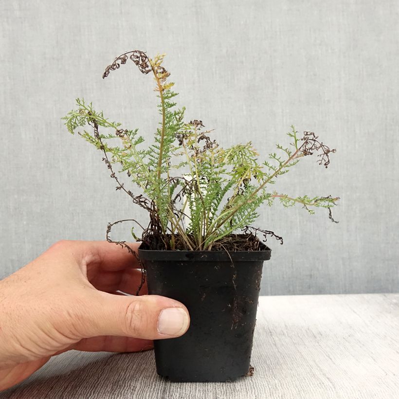 Exemplar von Achillée millefolium Velours Godet de 9cm wie im Herbst geliefert