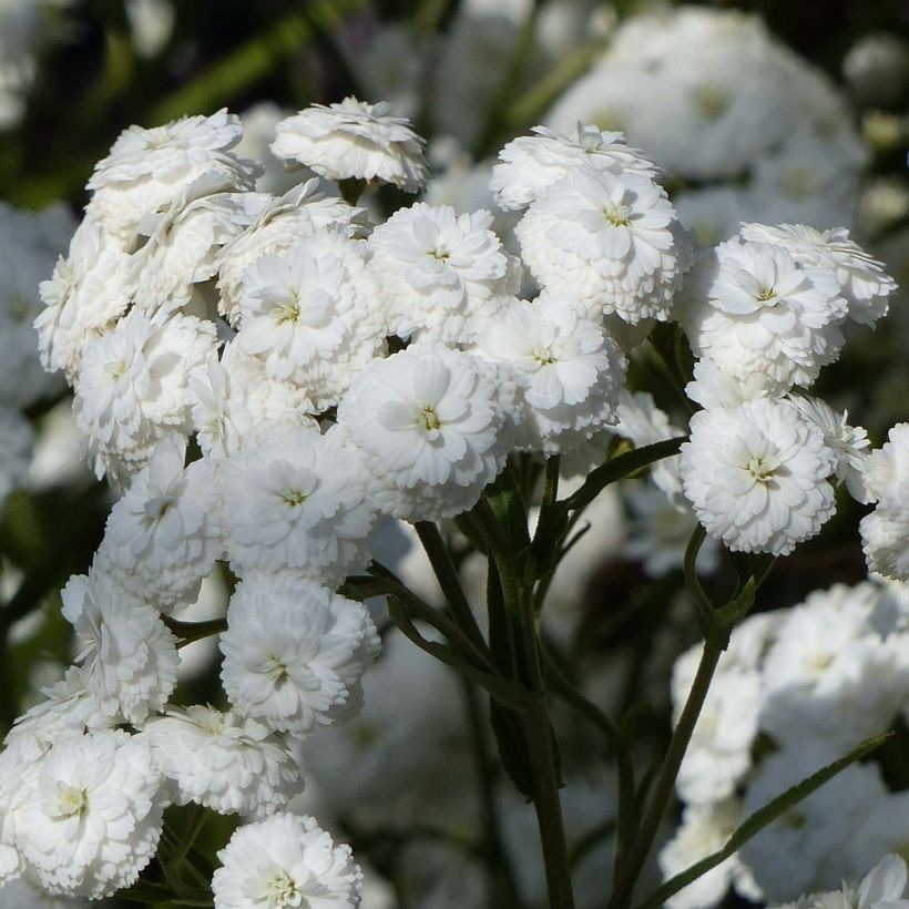 Achillea ptarmica Perry s White - Sumpf-Schafgarbe (Blüte)