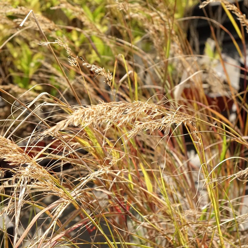 Stipa calamagrostis Allgäu - Federgras (Blüte)