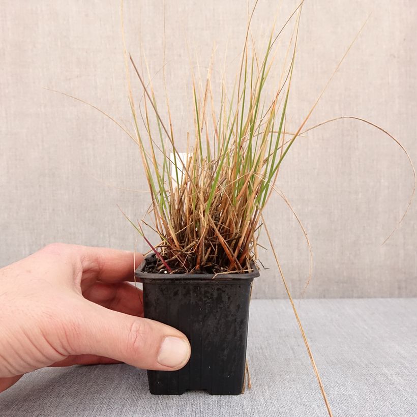 Exemplar von Stipa calamagrostis Allgäu - Federgras Kleine Töpfe von 8/9 cm wie im Winter geliefert