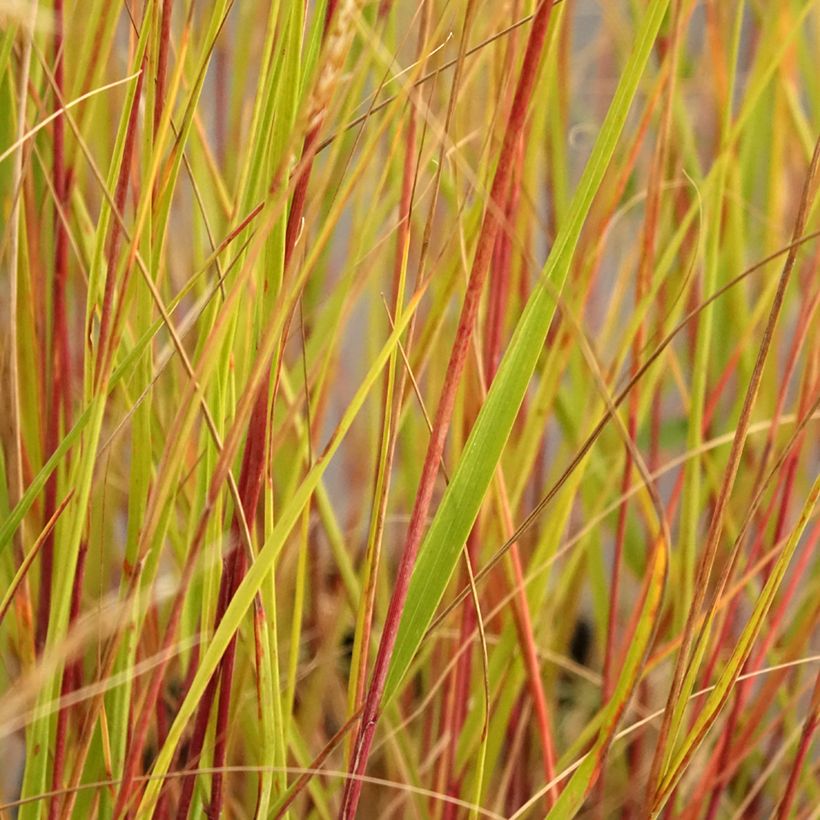 Stipa calamagrostis Allgäu - Federgras (Laub)