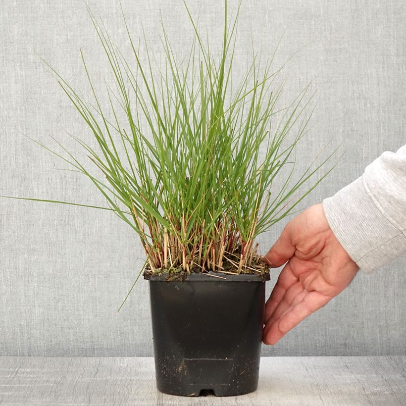 Exemplar von Stipa calamagrostis Allgäu - Federgras wie im Frühjahr geliefert