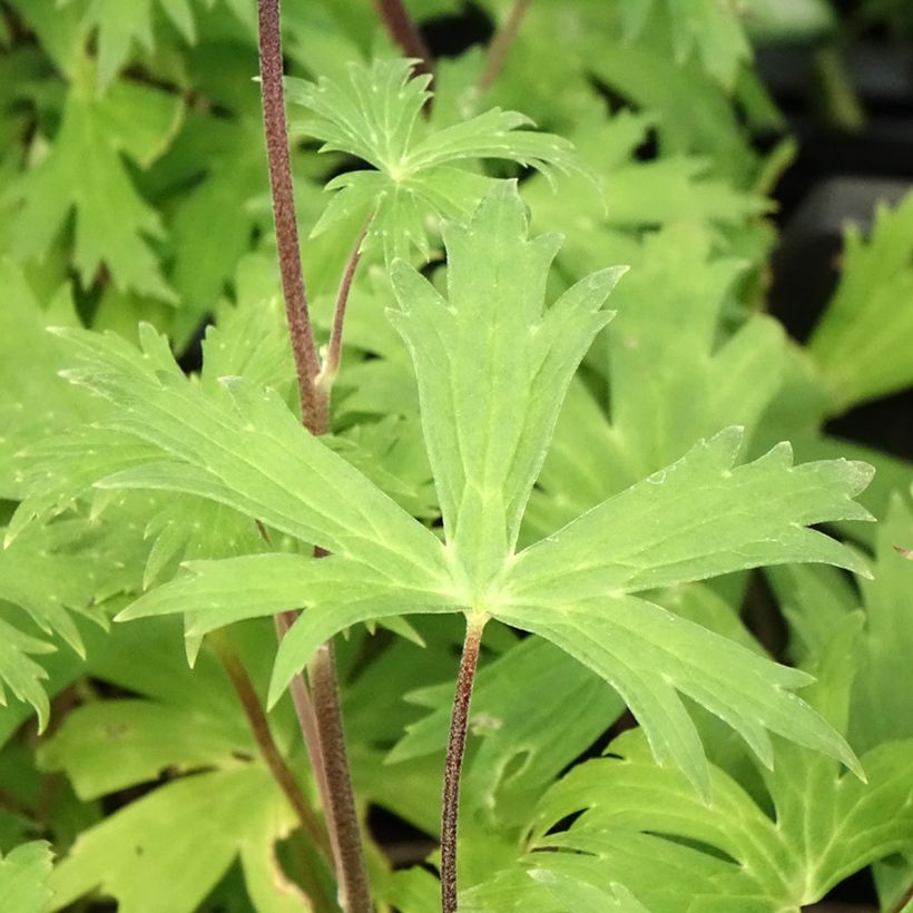 Aconitum Purple Sparrow - Eisenhut (Laub)