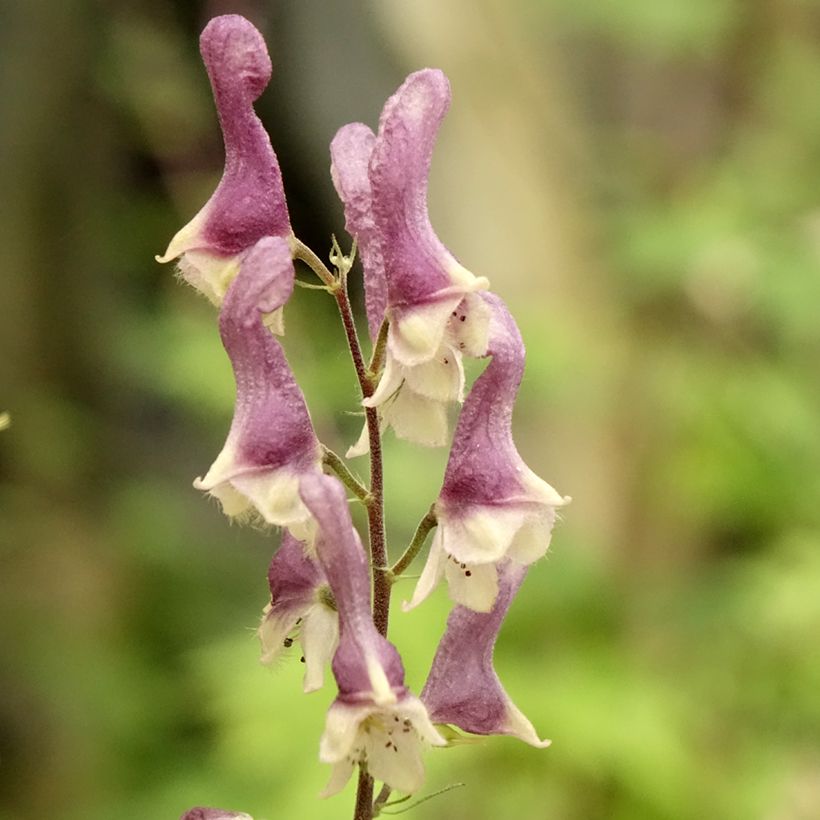 Aconitum Purple Sparrow - Eisenhut (Blüte)