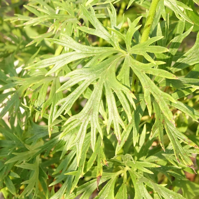 Aconitum napellus Album - Blauer Eisenhut (Laub)