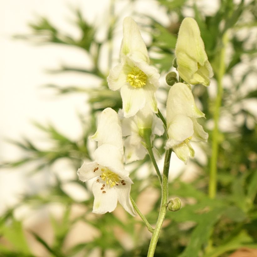 Aconitum napellus Album - Blauer Eisenhut (Blüte)