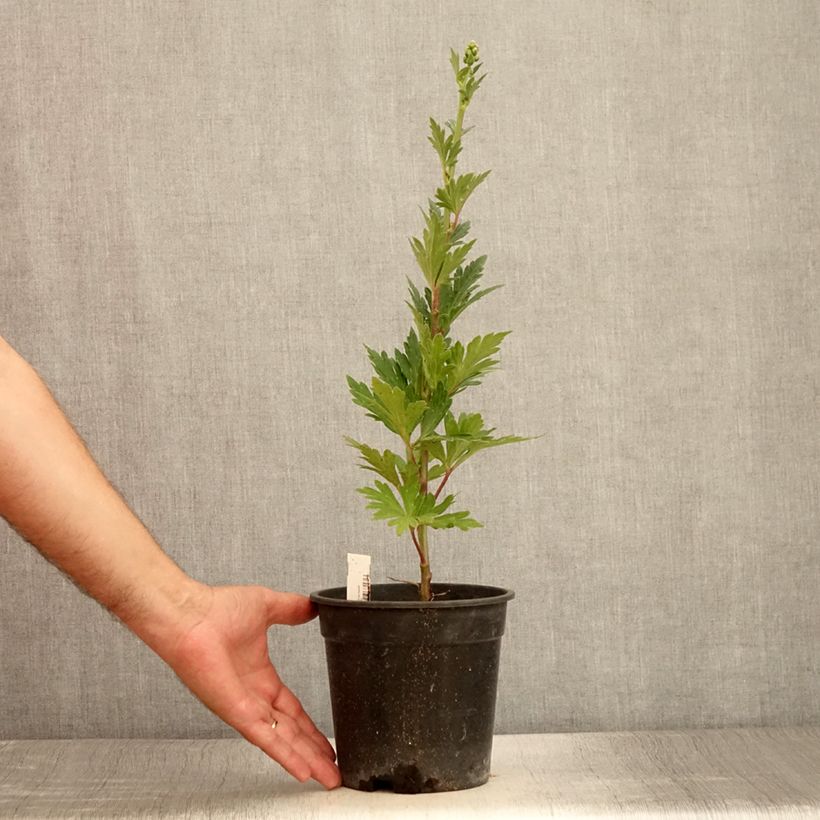 Exemplar von Aconit de Fischer - Aconitum fischeri - Pot de 2L/3L wie im Sommer geliefert