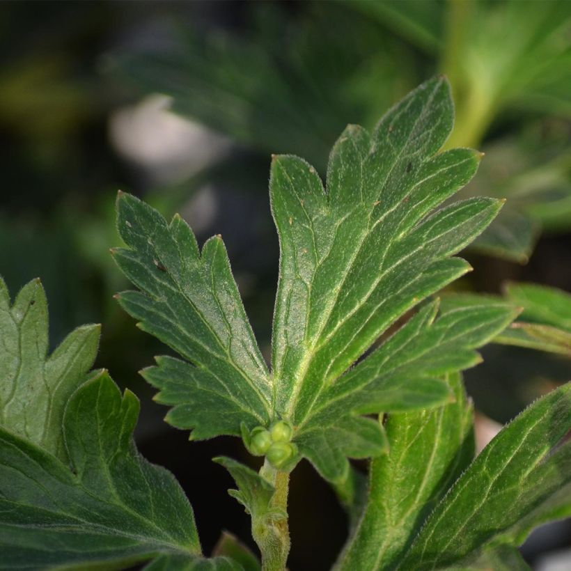 Aconitum cammarum Bicolor - Garten-Eisenhut (Laub)