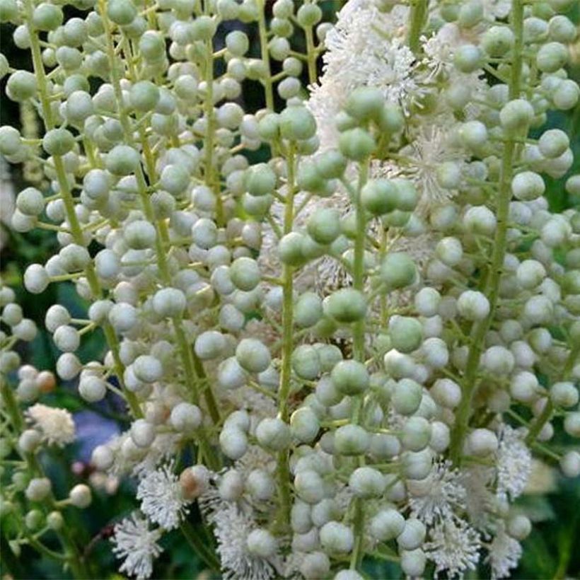 Actaea dahurica - August-Silberkerze (Blüte)