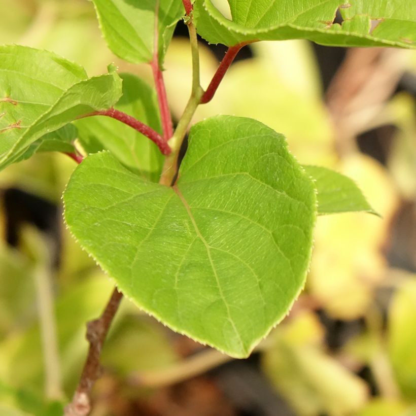 Actinidia arguta Domino (Weiblich) - Zwerg Kiwi (Laub)