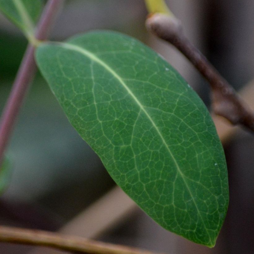 Actinidia kolomikta - Buntblättrige Kiwi (Laub)