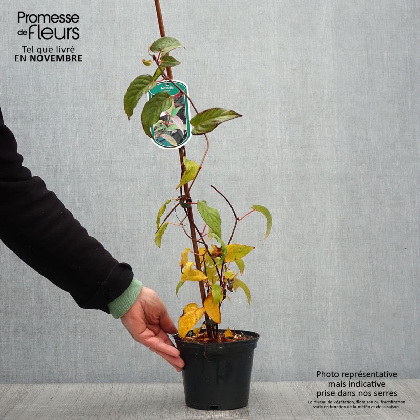 Exemplar von Actinidia pilosula - Kiwi d'ornement Pot de 2L/3L wie im Herbst geliefert