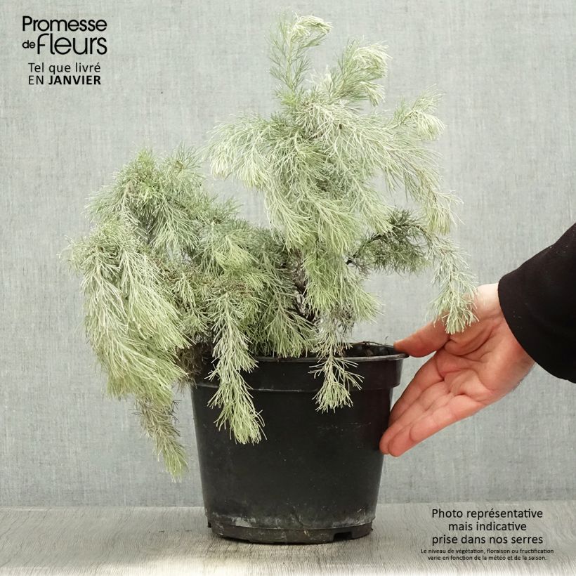 Exemplar von Adenanthos sericeus - Buisson laineux Pot de 2L/3L wie im Winter geliefert