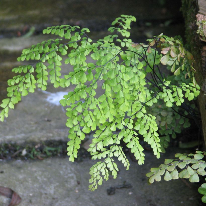 Adiantum venustum - Himalaja-Venushaar-Farn (Laub)