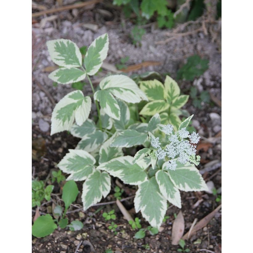 Aegopodium podagaria Variegata - Giersch (Blüte)