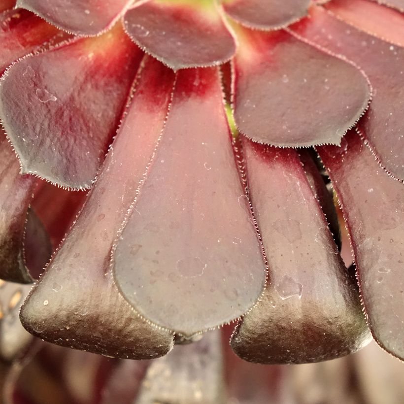 Aeonium arboreum var. atropurpureum Schwarzkopf (Laub)