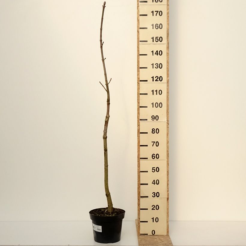 Exemplar von Chinesische Rosskastanie - Aesculus chinensis  Topf mit 12L/15LGelieferte Höhe ca. 180/200cm wie im Winter geliefert