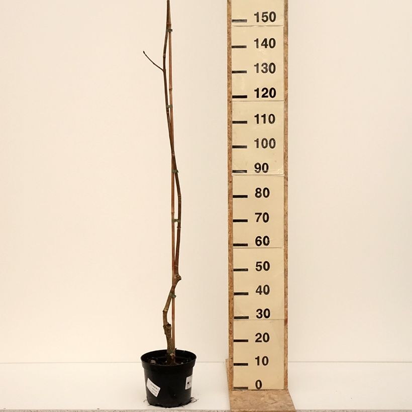 Exemplar von Aesculus hippocastanum flava - Carolina-Rosskastanie Topf mit 4L/5LGelieferte Höhe ca. 160/+cm wie im Winter geliefert