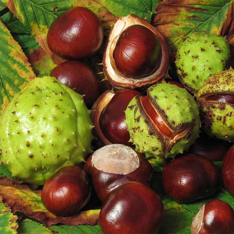 Gewöhnliche Rosskastanie - Aesculus hippocastanum (Ernte)