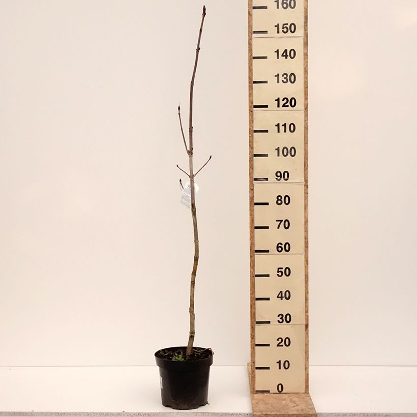 Exemplar von Gewöhnliche Rosskastanie Memmingeri - Aesculus hippocastanum Topf mit 4L/5LGelieferte Höhe ca. 140/160cm wie im Winter geliefert