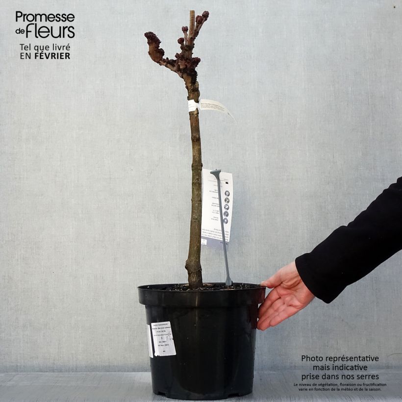 Exemplar von Aesculus hippocastanum Monstrosa - Marronnier commun - Pot de 7,5L/10L wie im Winter geliefert