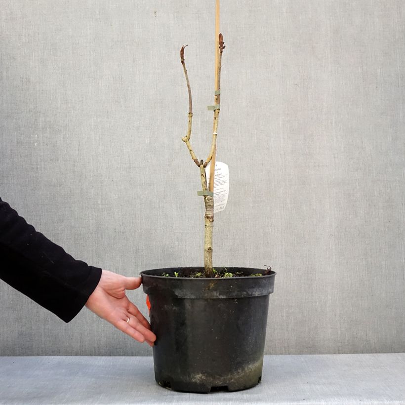 Exemplar von Gewöhnliche Rosskastanie Laciniata - Aesculus hippocastanum Topf mit 7,5L/10LGelieferte Höhe ca. 80/100cm wie im Winter geliefert