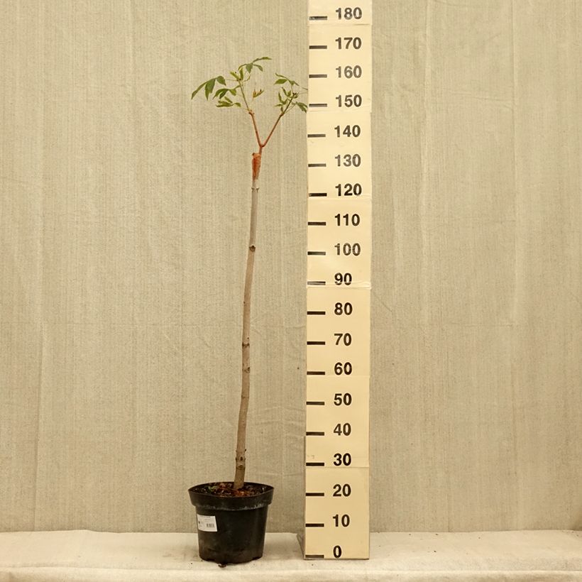 Exemplar von Aesculus pavia Humilis - Marronnier d'ornement - Pot de 7,5L/10L wie im Sommer geliefert