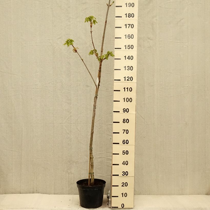 Exemplar von Rote Kastanie Marginata - Aesculus carnea Topf mit 7,5L/10LGelieferte Höhe ca. 100/120cm wie im Frühjahr geliefert