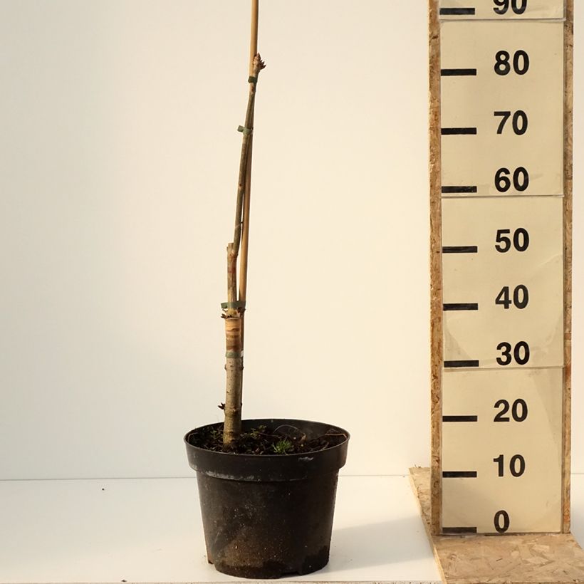 Exemplar von Aesculus glaucescens - Rosskastanie Topf mit 7,5L/10LGelieferte Höhe ca. 80/100cm wie im Winter geliefert