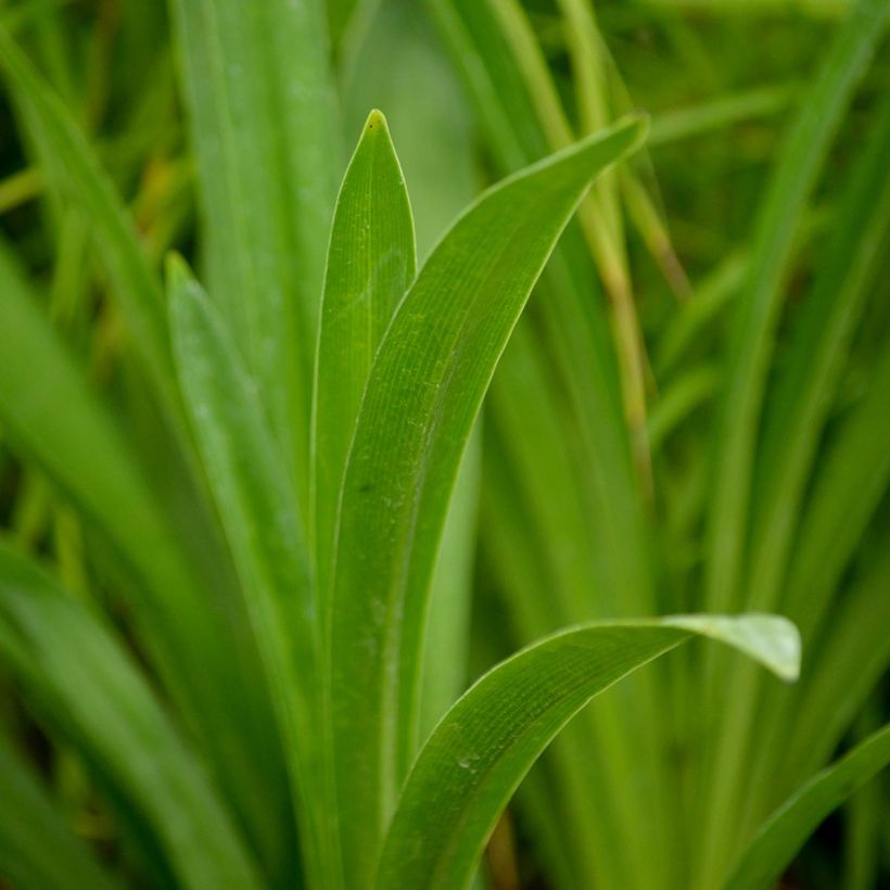 Agapanthus inapertus Nigrescens - Schmucklilie (Laub)