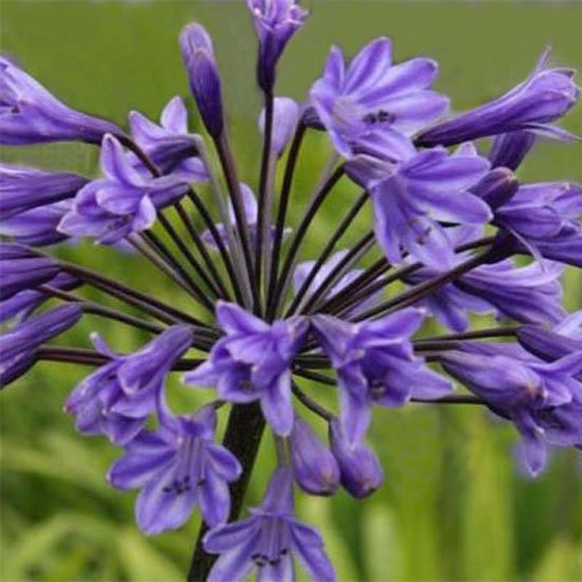 Agapanthus Black Buddhist - Schmucklilie (Blüte)