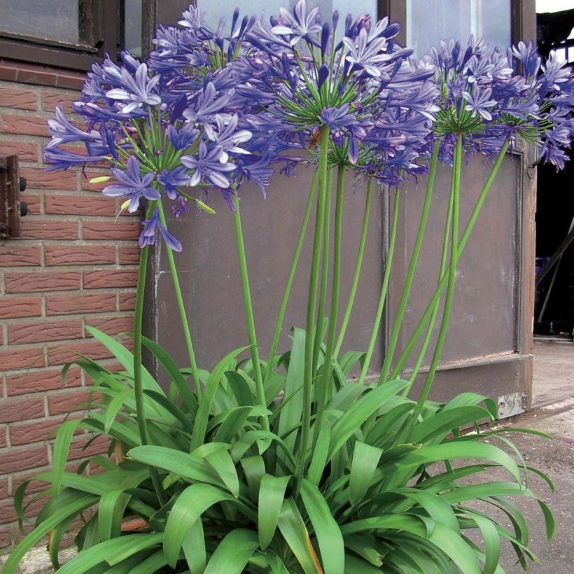 Agapanthus Blue Giant - Schmucklilie (Hafen)