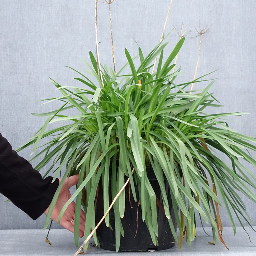 Exemplar von Agapanthus Bluestorm - Schmucklilie Topf mit 7,5L/10L wie im Winter geliefert